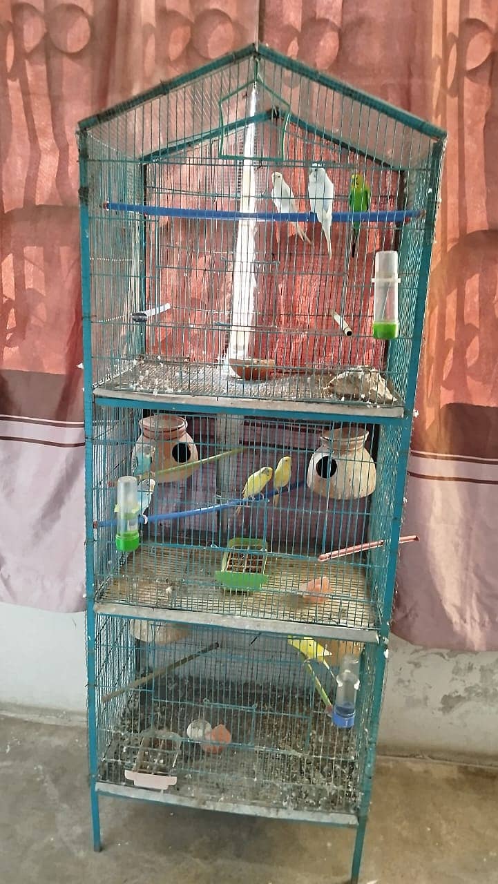 Australian Parrot for Sale with Cage 6