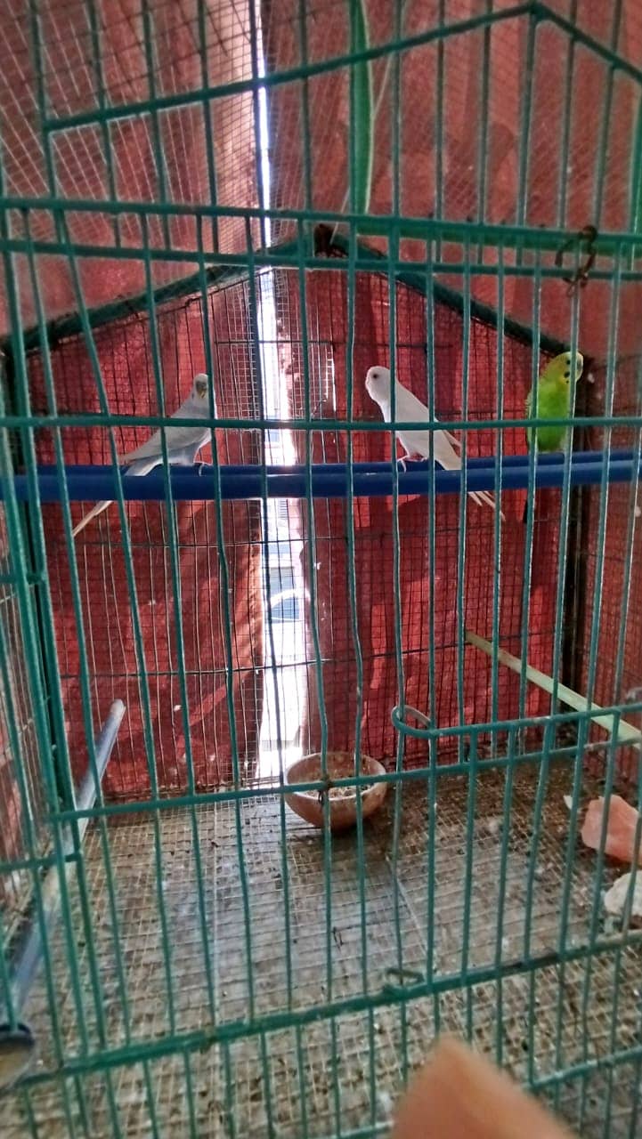 Australian Parrot for Sale with Cage 7