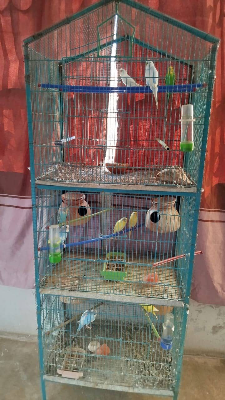 Australian Parrot for Sale with Cage 8