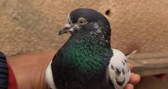 Teddy pigeon kalsira pigeon dobaz pigeon 2baz rampuri pige gulab sira