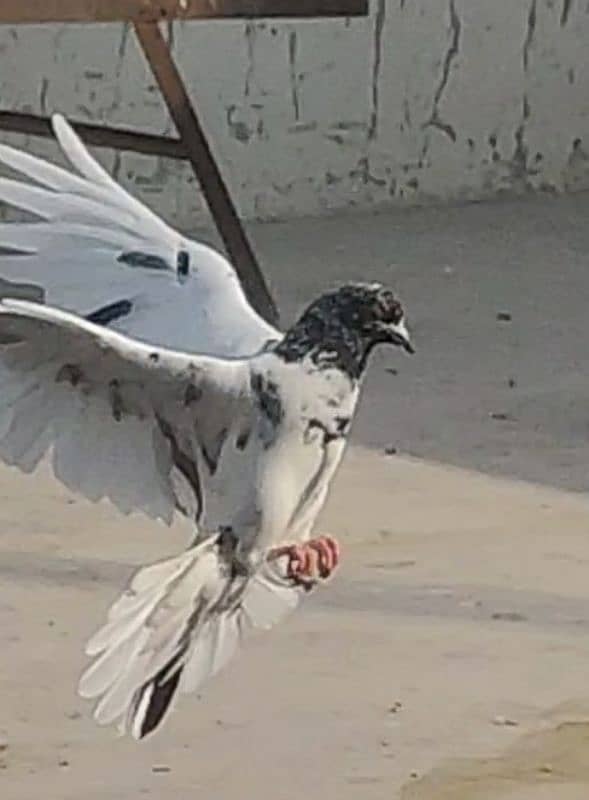 Teddy pigeon kalsira pigeon dobaz pigeon 2baz rampuri pige gulab sira 1