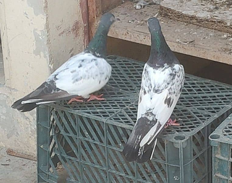 Teddy pigeon kalsira pigeon dobaz pigeon 2baz rampuri pige gulab sira 3