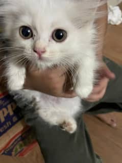 Persian kitten for sale with accessories