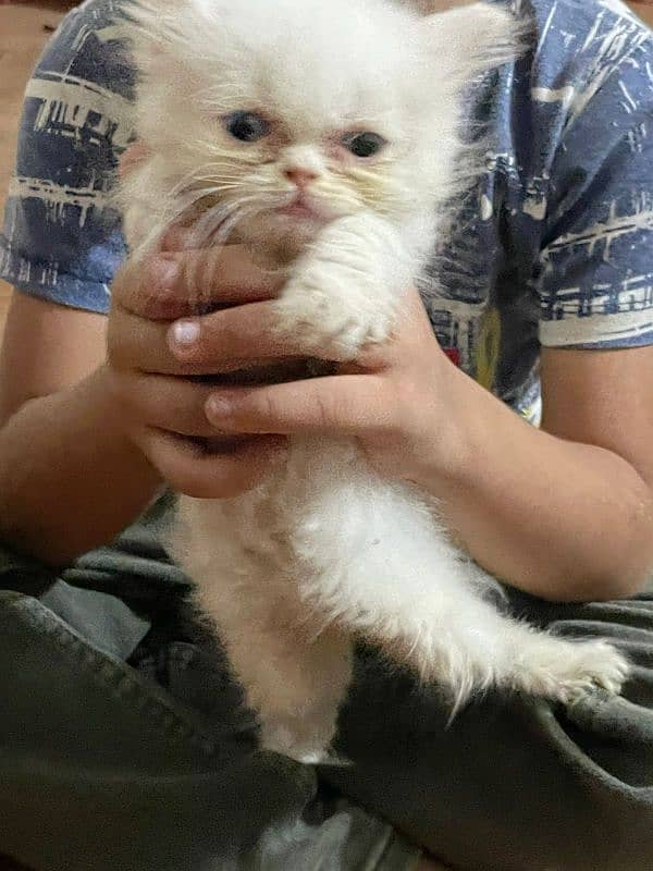 Persian kitten for sale with accessories 1