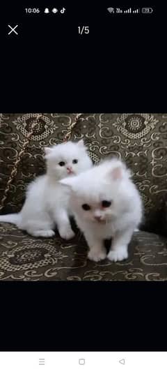 Persian kittens pair for sale