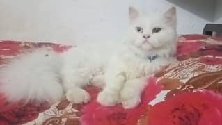 Persian Triple Coat Cat for Sale 0