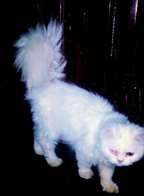 Persian Triple Coat Cat for Sale 1