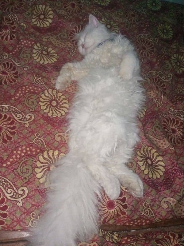 Persian Triple Coat Cat for Sale 2