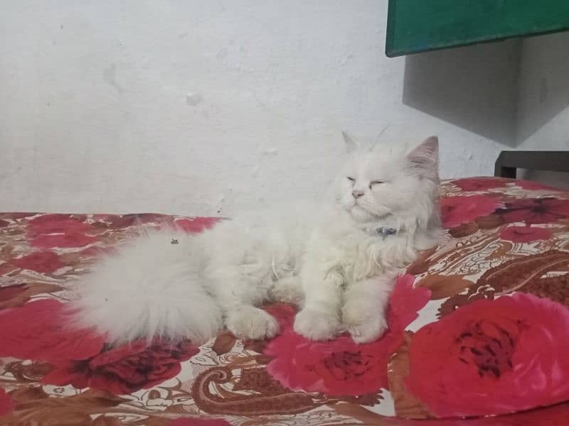 Persian Triple Coat Cat for Sale 3