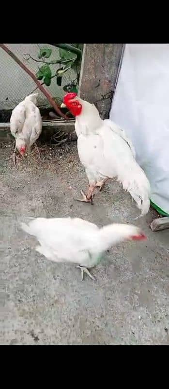 paper white pair 1 male 2 female hn whastapp no 03194565241 2