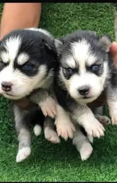 Husky dog for sale 0