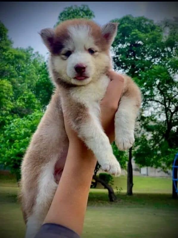 Husky dog for sale 2