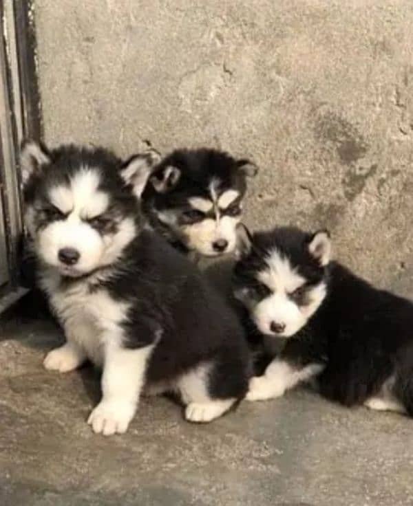 Husky dog for sale 5