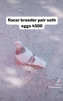 Different pigeon for sale 0312 5925861 0