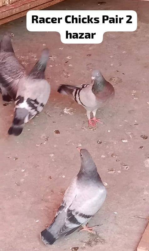 Different pigeon for sale 0312 5925861 1