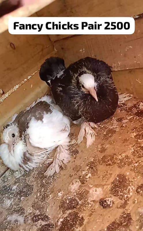 Different pigeon for sale 0312 5925861 2