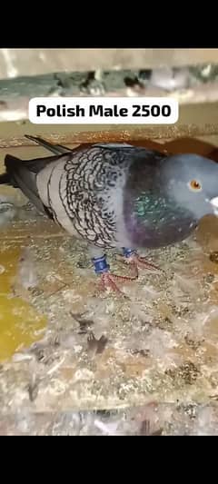 Different pigeon for sale 0312 5925861