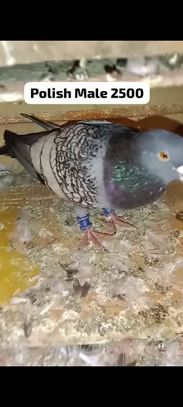 Different pigeon for sale 0312 5925861 3