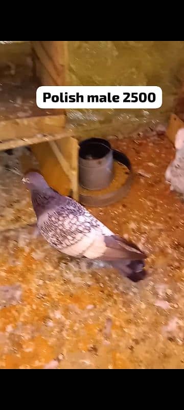 Different pigeon for sale 0312 5925861 5