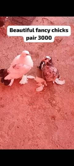 Different pigeon for sale 0312 5925861