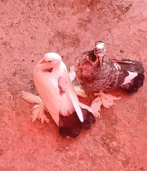 Different pigeon for sale 0312 5925861 7