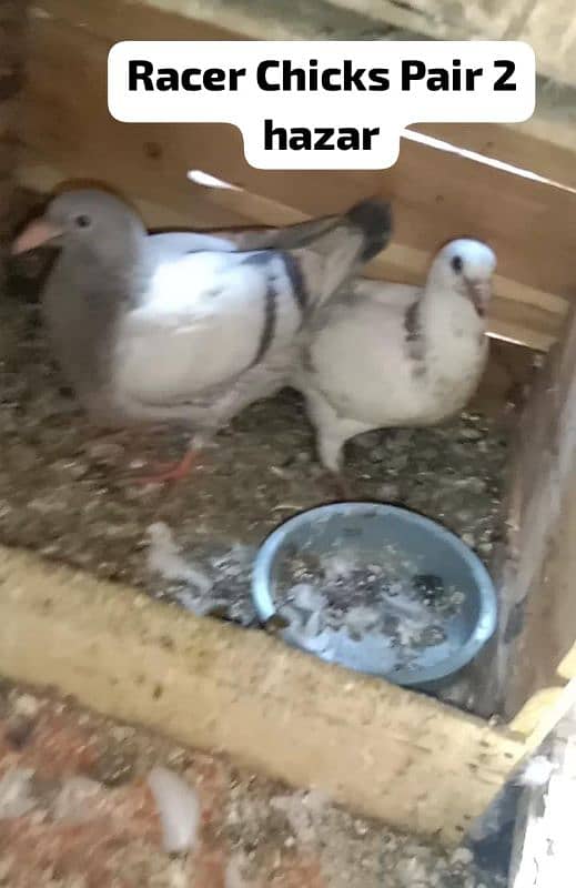 Different pigeon for sale 0312 5925861 8