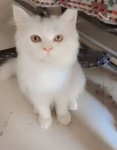 Adopted kitten white colour 4 months age.