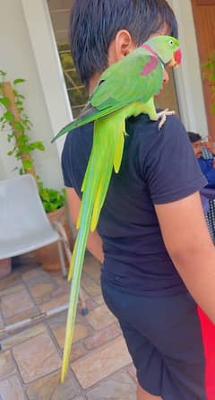 Raw parrot