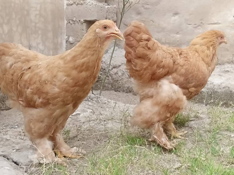 Golden Buff Pair for Sale 0