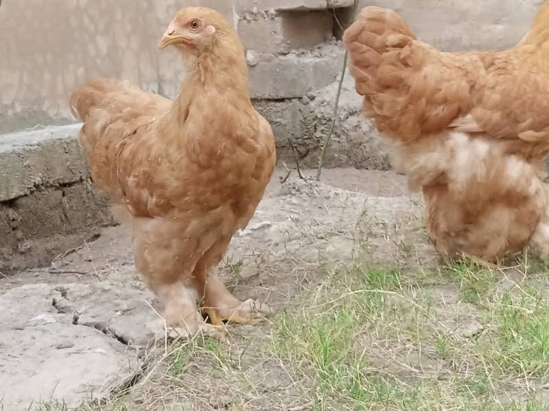 Golden Buff Pair for Sale 1