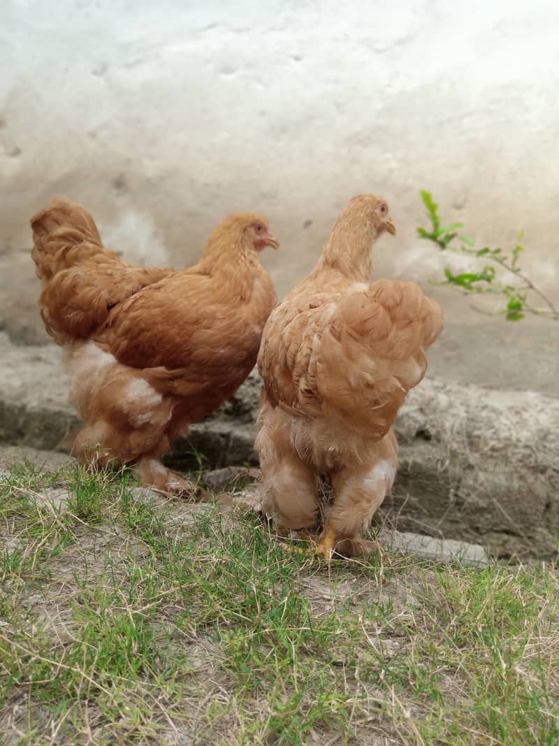 Golden Buff Pair for Sale 4