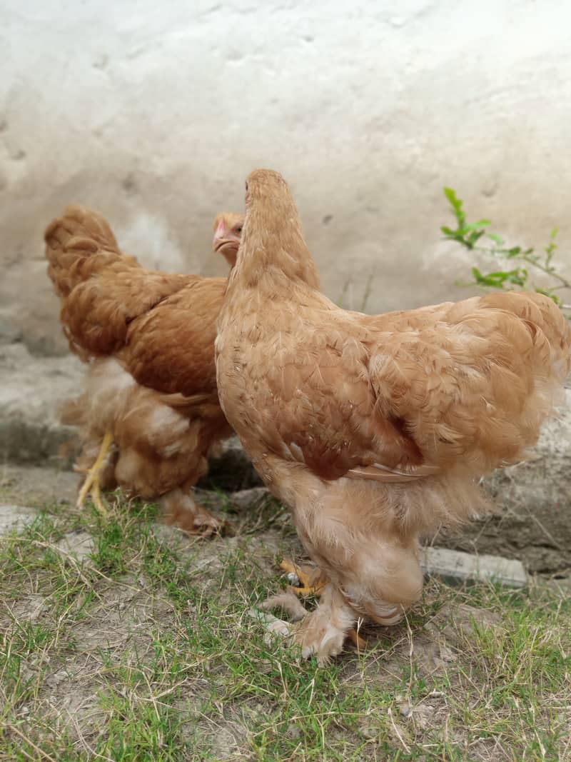 Golden Buff Pair for Sale 5