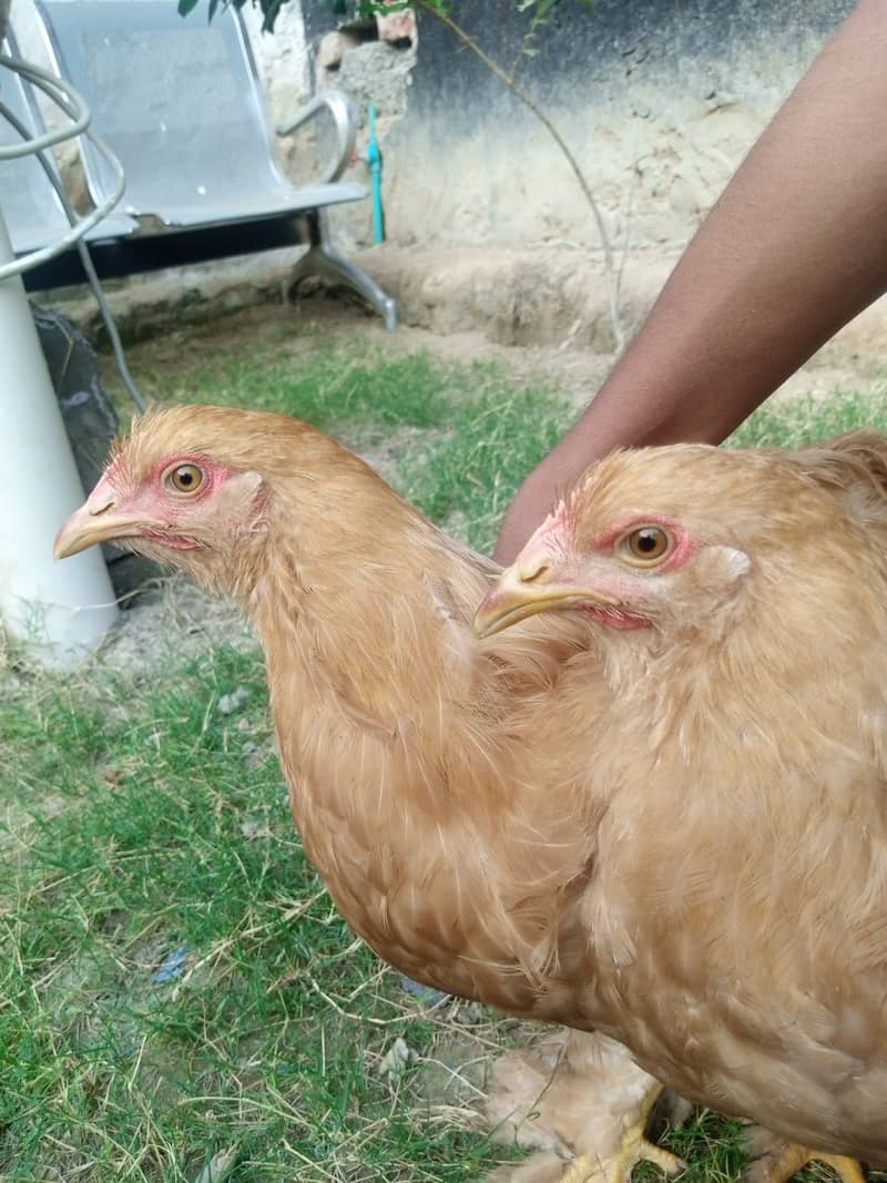 Golden Buff Pair for Sale 6