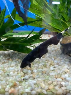 Exotic EASY to maintain Black Ghost Knief Amazon Fish