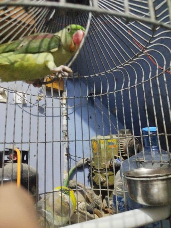 raw parrots 4 months 0