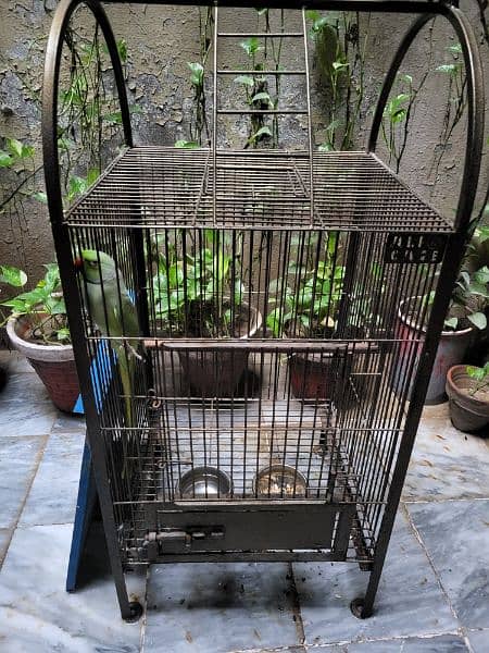 tame parrot cage 1