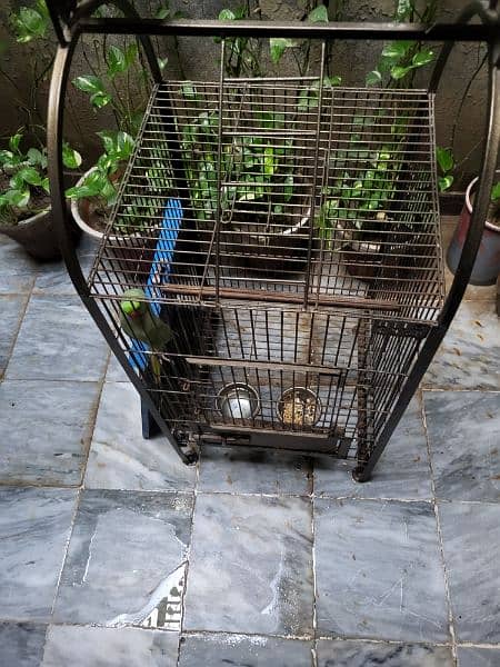 tame parrot cage 4