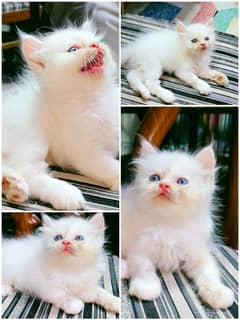 white kitten