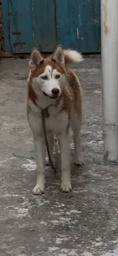 siberian husky female 0