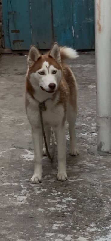 siberian husky female 0