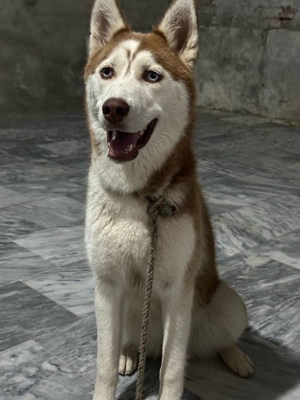 siberian husky female 1