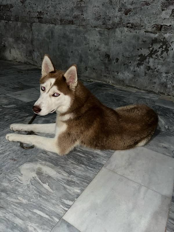 siberian husky female 2