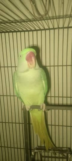 raw parrot for sale 0