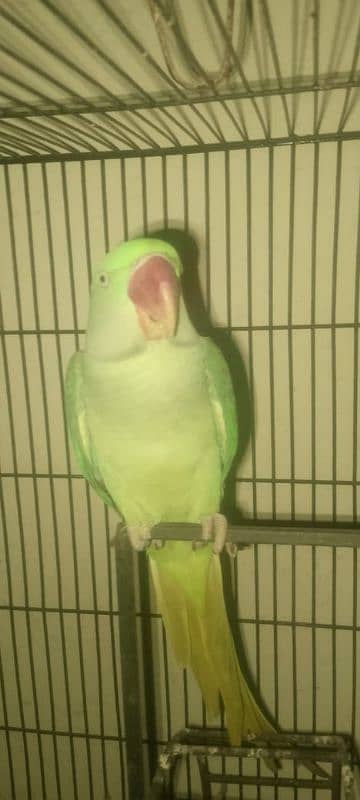 raw parrot for sale 0