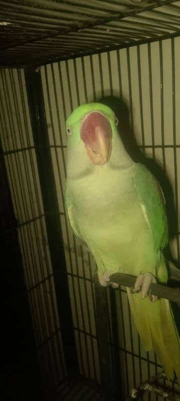 raw parrot for sale 1