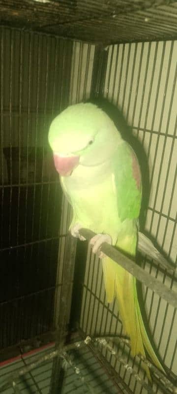 raw parrot for sale 2