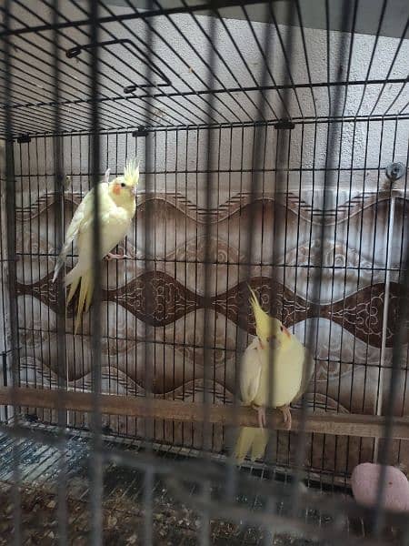 Common white breeder pair 0