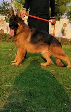 German Shepherd long coat male