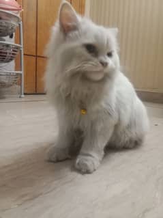 pertain cat urgent sale 03214538860 fonal10000