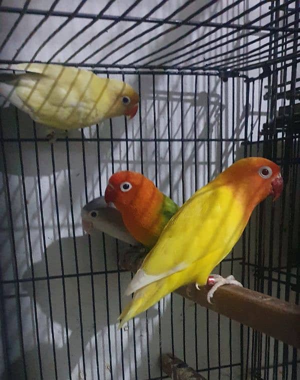 love birds and java white and silver 0